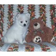 home trained pomeranian puppy for sale