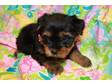Home Raised Yorkie puppy for re homing into loving home . (Quebec)