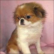 Japanese Chin Puppies For Sale