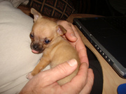Cute Teacup Chihuahua Puppy
