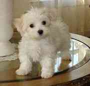 Registered Mixed Breed maltese puppies