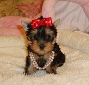 Xmas teacup yorkie pupies for any good home