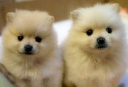 Adorable Teacup Pomeranian Puppies Available For New Homes 252 285-353