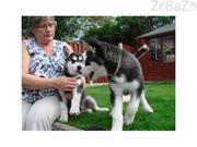  Female and Male Siberian Husky Puppies for adoption text (860) 937-11
