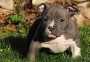 male and female Blue nose Pit-bull puppies
