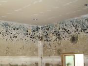 Remove Mold and Mildew from Walls