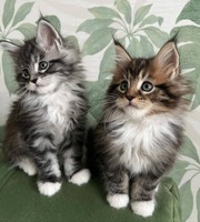 Purebred Maine Coon Kittens