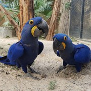 Pair hyacinth macaws