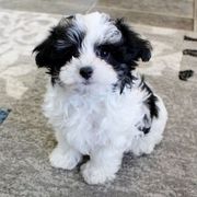 Shih Tzu puppys