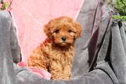 Home Trained Cavapoo puppies for sale. 