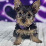 Teacup Yorkie Puppies for Rehoming 