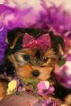 Teacup Yorkshire Terrier Puppies For Sale