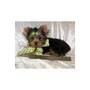 Lovely OutStanding Small Female Yorkie Puppy for a New Home