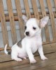 Cute chihuahua puppies ready for a good home